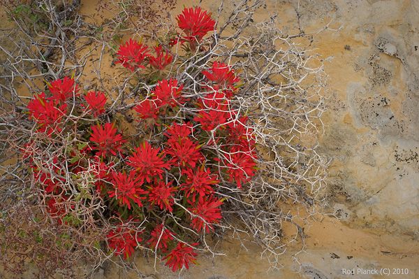 Indian Paintbrush, (Castilleja scabrida), Grand Staircase Escalante National Monument, Utah, Spring