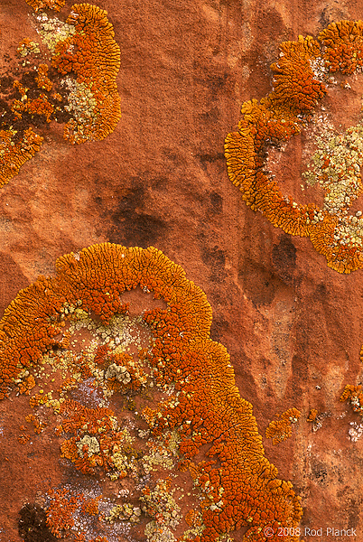 Lichen, Glen Canyon National Recreation Area, Utah