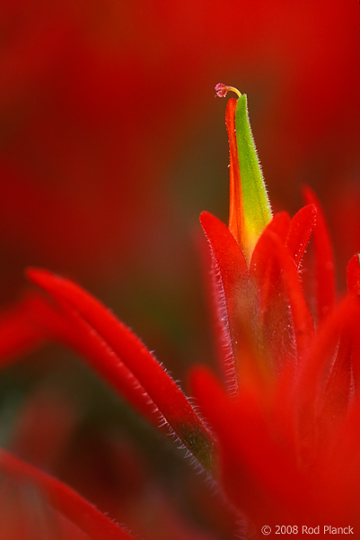 Paintbrush, Blossom, Close-up, Utah