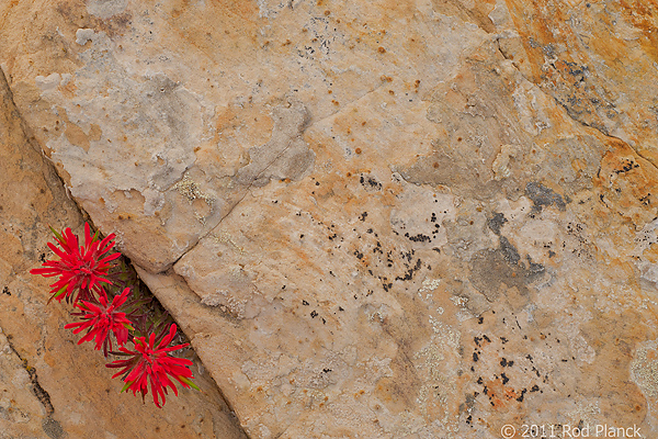 Indian Paintbrush Growing in Navaho Sandstone, Capitol Reef National Park, Utah