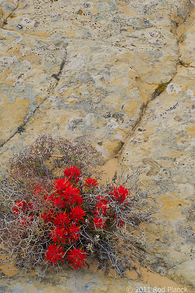 Indian Paintbrush Growing in Navaho Sandstone, Capitol Reef National Park, Utah