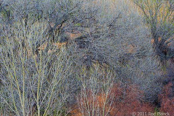 Trees, Spring, Deer Creek, Grand Staircase-Escalante National Monument, Utah
