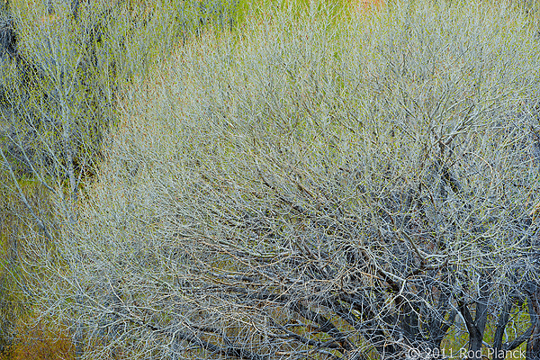 Trees, Spring, Deer Creek, Grand Staircase-Escalante National Monument, Utah