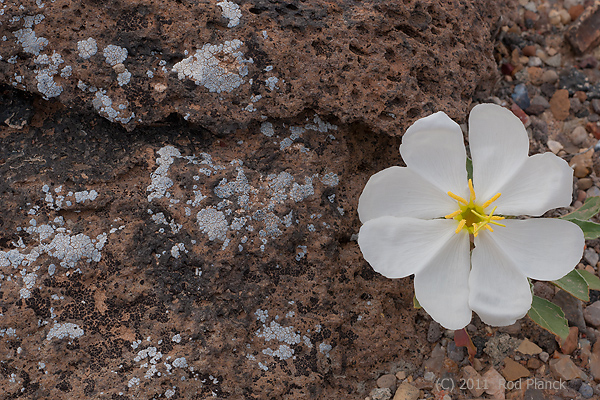 Tufted Evening-primrose, (Oenothera caespitosa), Capitol Reef National Park, Utah