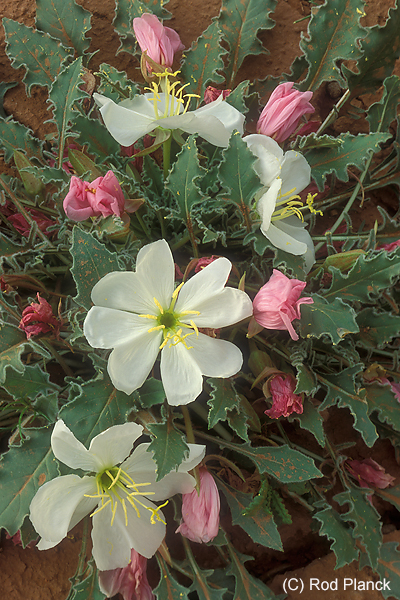 Tufted Evening Primrose, (Oenothera caespitosa), Capitol Reef National Park, UT