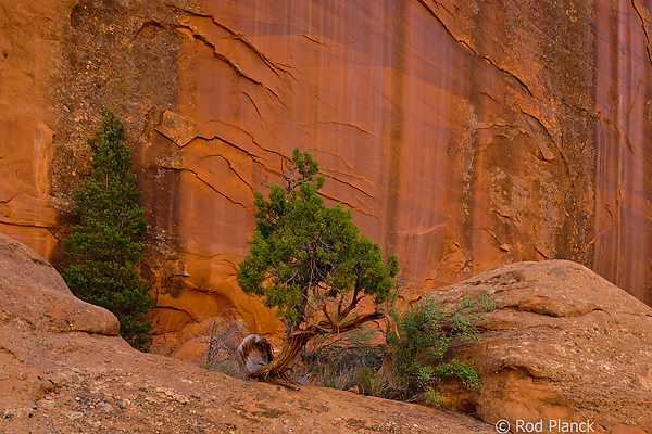 Ancient Juniper in Long Canyon