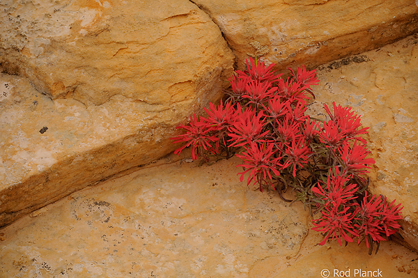 Indian Paintbrush (Castilleja scabrida) Grand Staircase Escalante National Monument, Utah Spring