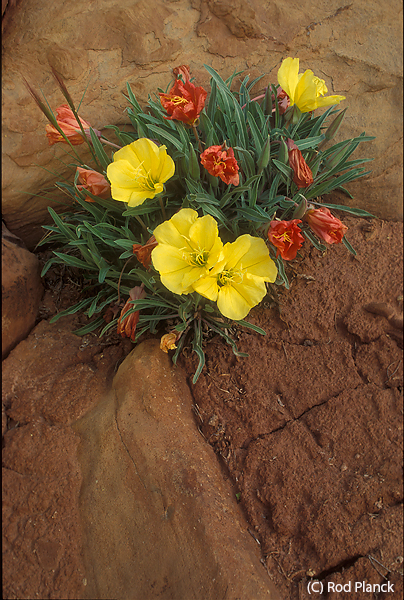 Bronze Evening Primrose,(Oenothera howardii), Capitol Reef National Park, UT