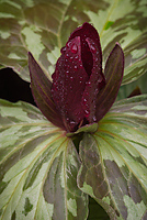 Spotted Trillium, Southern Appalachian Mountains Tour, East Tennessee