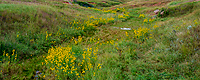 Maximillion Sunflowers Growing in a Draw, Wind Cave National Park, SD