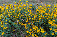 Maximillion Sunflowers, Wind Cave National Park, SD