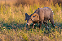 Big Horn Sheep, Badlands National Park, SD