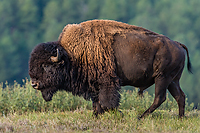 Bull Bison, Wind Cave National Park, SD