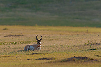 Badlands National Park, Wind Cave National Park, Custer State Park and National Grasslands, South Dakota