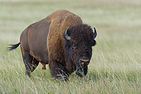 Badlands National Park, Wind Cave National Park, Custer State Park and National Grasslands, South Dakota