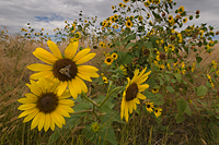 Sunflower, Grasslands, South Dakota