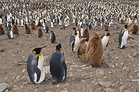 King Penguin Colony, (Aptenodytes patagonicus), St Andrews Bay, South Georgia Island