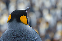 King Penguin (Aptenodytes patagonicus), St Andrews Bay, South Georgia Island