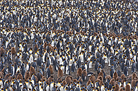 King Penguin Colony, (Aptenodytes patagonicus), St Andrews Bay, South Georgia Island