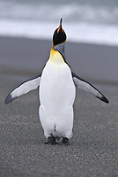 King Penguin (Aptenodytes patagonicus), St Andrews Bay, South Georgia Island