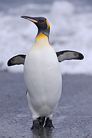 King Penguin (Aptenodytes patagonicus), St Andrews Bay, South Georgia Island