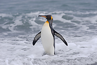 King Penguin (Aptenodytes patagonicus), St Andrews Bay, South Georgia Island