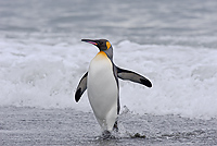 King Penguin (Aptenodytes patagonicus), St Andrews Bay, South Georgia Island