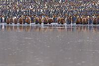 King Penguin Colony, (Aptenodytes patagonicus), St Andrews Bay, South Georgia Island