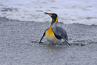 King Penguin in Surf (Aptenodytes patagonicus), Salisbury Plain, South Georgia Island