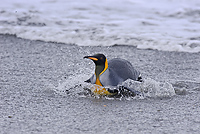 King Penguin in Surf (Aptenodytes patagonicus), Salisbury Plain, South Georgia Island