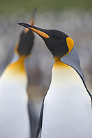 King Penguins, (Aptenodytes patagonicus), Gold Harbour, South Georgia Island