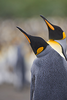 King Penguins (Aptenodytes patagonicus), Gold Harbour, South Georgia