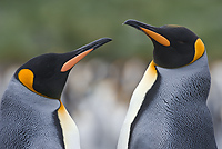 King Penguins, (Aptenodytes patagonicus), Gold Harbour, South Georgia