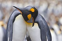 King Penguins, (Aptenodytes patagonicus), Gold Harbour, South Georgia