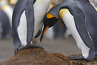 King Penguins, Courting, (Aptenodytes patagonicus), Gold Harbour, South Georgia