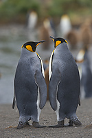 King Penguins, (Aptenodytes patagonicus), Gold Harbour, South Georgia