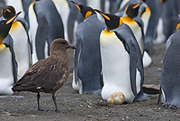 King Penguin and Subantarctic Skua,(Aptenodytes patagonicus), (Catharacta antarctica lonnbergi), Gold Harbour, South Georgia