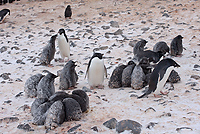 Adelie Penguin Colony, Chicks in Creche, (Pygosceliis adeliae), Paulet Island, Antarctic Peninsula