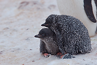 Adelie Penguin Chicks (Pygosceliis adeliae), Paulet Island, Antarctic Peninsula
