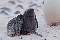 Adelie Penguin, Chicks, (Pygosceliis adeliae), Paulet Island, Antarctic Peninsula