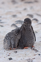 Adelie Penguin, Chicks, (Pygosceliis adeliae), Paulet Island, Antarctic Peninsula