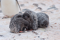 Adelie Penguin, Chicks in Creche, (Pygosceliis adeliae), Paulet Island, Antarctic Peninsula,