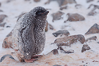 Adelie Penguin, Chick, (Pygosceliis adeliae), Paulet Island, Antarctic Peninsula