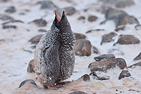 Adelie Penguin, Chick, (Pygosceliis adeliae), Paulet Island, Antarctic Peninsula