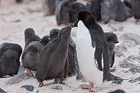 Adelie Penguin, Adult and Chick, Chick Begging For Food, (Pygosceliis adeliae), Paulet Island, Antarctic Peninsula