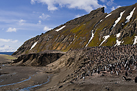 Chinstrap Penguin Colony, (Pygoscelis antarctica), Baily Head, Deception Island