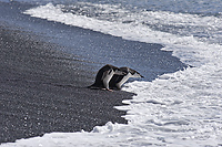 Chinstrap Penguins, At Shoreline, (Pygoscelis antarctica), Baily Head, Deception Island