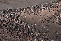 Chinstrap Penguin Colony, (Pygoscelis antarctica), Baily Head, Deception Island