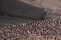 Chinstrap Penguin Colony, (Pygoscelis antarctica), Baily Head, Deception Island