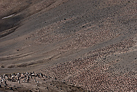 Chinstrap Penguin Colony, (Pygoscelis antarctica), Baily Head, Deception Island